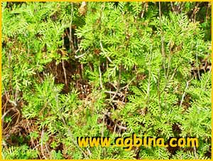   .  ( anacetum ferulaceum ssp. latipinnum )