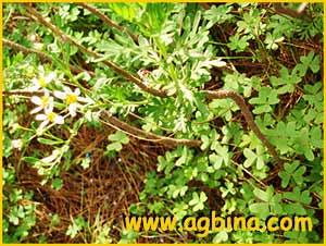   .  ( anacetum ferulaceum ssp. latipinnum )