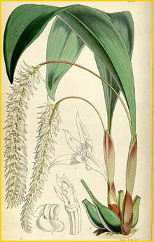  ( Dendrochilum glumaceum ) Curtis's Botanical Magazine, 1855