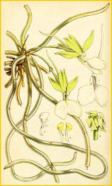   ( Angraecum funale / Dendrophylax funalis ) Curtis's Botanical Magazine, 1847