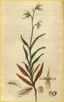   ( Bletia montana / Dilomilis montana ) Curtis's Botanical Magazine, 1828