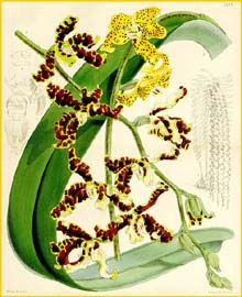   ( Renanthera lowii / Dimorphorchis lowii ) Curtis's Botanical Magazine, 1864