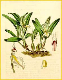   ( Bulbophyllum occidentale / Dinema polybulbon ) Curtis's Botanical Magazine, 1844