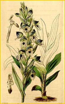   ( Disa macrantha / cornuta ) Curtis's Botanical Magazine, 1844