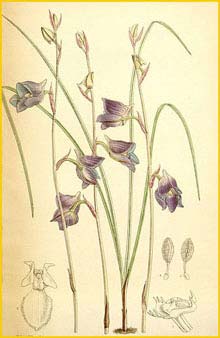   ( Disa lacera / hians ) Curtis's Botanical Magazine, 1889