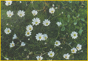   ( Cerastium cerastioides ) Flore de lIran