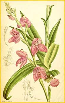   ( Disa racemosa ) Curtis's Botanical Magazine, 1888
