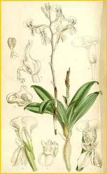   ( Disa sagittalis ) Curtis's Botanical Magazine, 1895