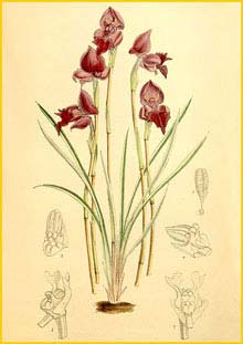   ( Disa spathulata ) Curtis's Botanical Magazine, 1886