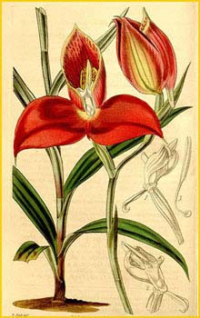  ( Disa uniflora / grandiflora ) Curtis's Botanical Magazine, 1844
