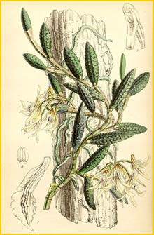   ( Dendrobium cucumerinum / Dockrillia cucumerina ) Curtis's Botanical Magazine