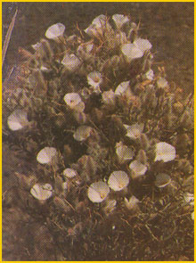   ( Convolvulus acanthocladus ) Flore de lIran