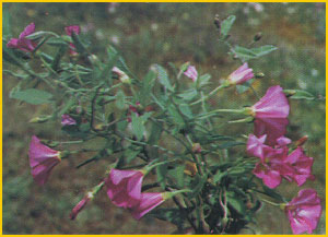   .  ( Convolvulus arvensis var. villosus ) Flore de lIran