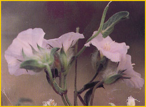   ( Convolvulus glomeratus ) Flore de lIran