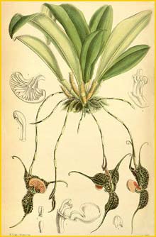   /   ( Dracula chestertonii ) Curtis's Botanical Magazine, 1888