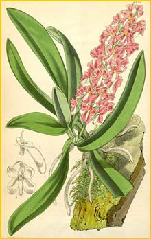   ( Ascocentrum hendersonianium / Dyakia hendersoniana ) Curtis's Botanical Magazine, 1876