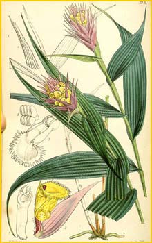   ( Cymbidium hirsutum / Elleanthus caravata ) Curtis's Botanical Magazine, 1859
