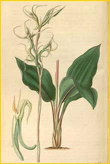   ( Neottia calcarata / Eltroplectris calcarata ) Curtis's Botanical Magazine, 1835