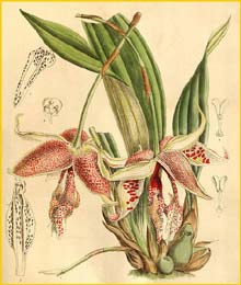   ( Stanhopea rodigasiana / Embreea rodigasiana ) Curtis's Botanical Magazine, 1900