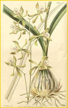   ( Encyclia adenocarpa ) Curtis's Botanical Magazine, 1839