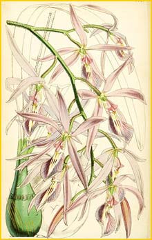  /  ( Encyclia nemoralis / adenocaula ) Curtis's Botanical Magazine, 1851