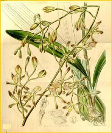   ( Encyclia alata / belizensis ) Curtis's Botanical Magazine, 1842