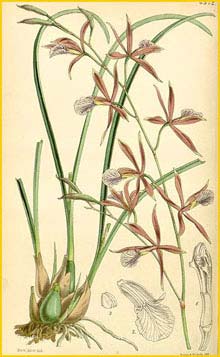  ( Encyclia bractescens ) Curtis's Botanical Magazine, 1851