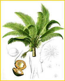   ( ocos nucifera ) Flora de Filipinas 1880-1883 by Francisco Manuel Blanco