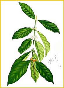   ( Coffea arabica ) Flora de Filipinas 1880-1883 by Francisco Manuel Blanco