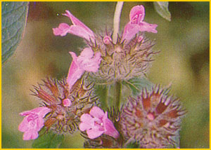   .  ( Clinopodium vulgare ssp vulgare) Flore de lIran
