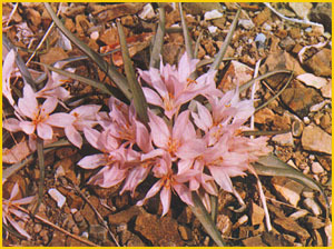   ( Colchicum jesdianum ) Flore de lIran