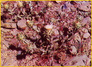   ( Cousinia pichleriana ) Flore de lIran