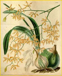   ( Encyclia candollei ) Curtis's Botanical Magazine, 1840