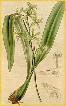  - ( Encyclia chloroleuca ) Curtis's Botanical Magazine, 1837