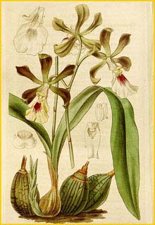   ( Encyclia cordigera ) Curtis's Botanical Magazine, 1836