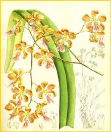   ( Encyclia capartiana / osmantha ) Curtis's Botanical Magazine, 1901