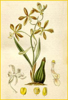   ( Encyclia patens ) Curtis's Botanical Magazine, 1830