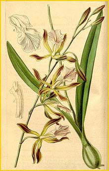   / - ( Encyclia phoenicea ) Curtis's Botanical Magazine, 1842