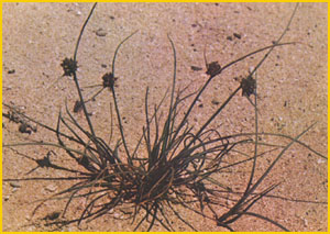   ( Cyperus arenarius ) Flore de lIran