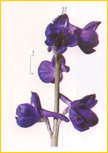   ( Delphinium aquilegifolium ) Flore de lIran