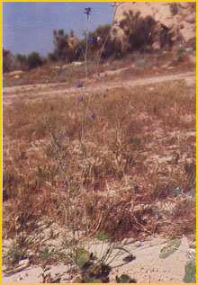   ( Delphinium saniculaefolium ) Flore de lIran