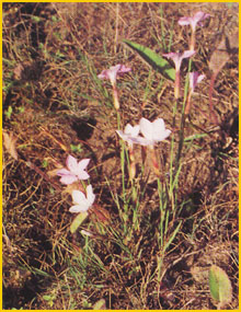   ( Dianthus cretaceus ) Flore de lIran