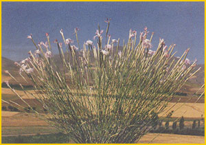   ( Dianthus crinitus ) Flore de lIran