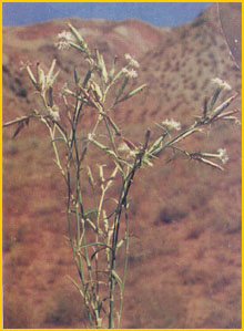   ( Dianthus libanotis ) Flore de lIran