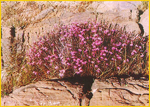   .  ( Dianthus orientalis var brachyodontus ) Flore de lIran