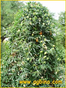   ( Passiflora coerulea )