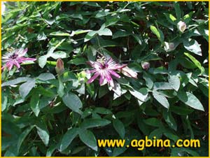   /  ( Passiflora amethystina / violacea )