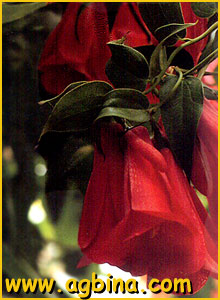   ( Lapageria rosea )