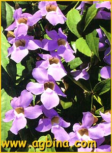   ( Thunbergia grandiflora )