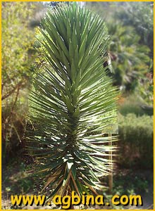    ( Yucca treculeana )